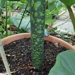 Amorphophallus titanum Hábito