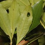 Gordonia fruticosa Leht