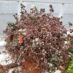Kalanchoe manginii Хабит
