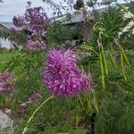 Cleome serrulata Flor
