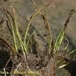 Eleocharis parvula Hábito