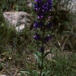 Penstemon glaber Hábito