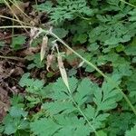 Dicentra formosa Fruchs