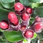 Aeschynanthus radicans Maua