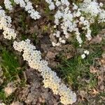 Spiraea thunbergii ফুল