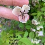 Akebia quinata