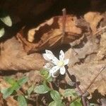 Sedum brevifolium Flower