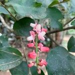 Guarea macrophylla Flor