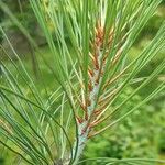 Pinus coulteri Hoja