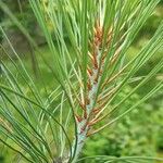 Pinus coulteri Fuelha