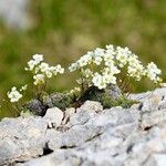 Saxifraga squarrosa Flower