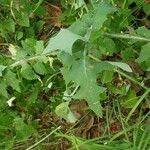 Lactuca muralis Leaf