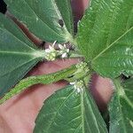 Caperonia castaneifolia Fuelha