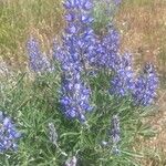 Lupinus sericeus Blüte