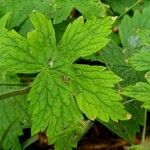 Geranium phaeum পাতা