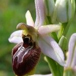 Ophrys arachnitiformis മറ്റ്