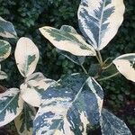 Ficus rubiginosa Φύλλο