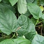 Thunbergia battiscombei Leaf