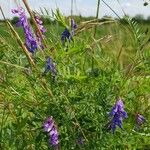 Vicia tenuifoliaKvět