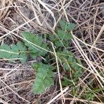 Erodium aethiopicum पत्ता