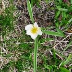 Ranunculus kuepferi Flower