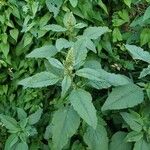 Amaranthus retroflexus Blatt