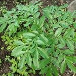 Amorphophallus paeoniifolius Blatt