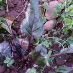 Beta vulgaris 葉