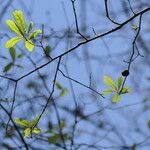 Quercus laurifolia Blad