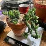 Crassula rupestrisЛист