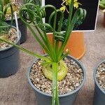 Albuca spiralis Hábitos