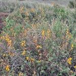 Rhynchosia minima Habit
