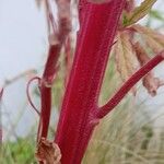 Amaranthus caudatus 樹皮