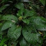 Psychotria alfaroana 形態