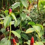 Costus spicatus Alkat (teljes növény)