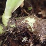 Microsorum punctatum Sonstige