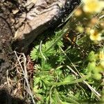 Saxifraga exarata Hoja