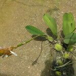 Bulbophyllum schinzianum Habit