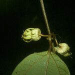 Passiflora rufa Çiçek