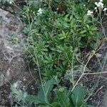 Crambe scaberrima 形態