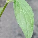 Prunella grandiflora 葉