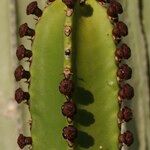 Euphorbia canariensis Fleur