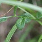 Campanula rotundifolia Foglia