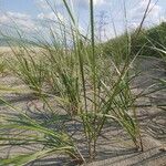 Calamagrostis breviligulata Leaf