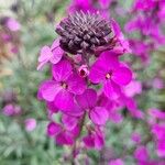 Matthiola incana Flor