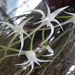 Cyrtorchis chailluana Flower