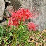 Lycoris radiata Blomst