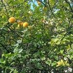 Citrus trifoliata Хабит