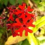 Lychnis chalcedonica Žiedas