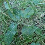 Prunella grandiflora Leaf